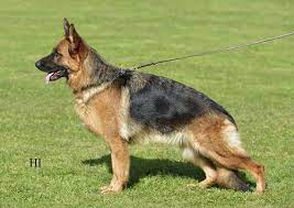 public/dog_images/444/1719238324.Cibaly von der Piste Trophe.jpg